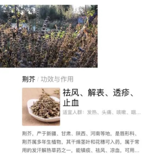 （挂网稿）炎炎夏日的一抹清香——荆芥1047.png