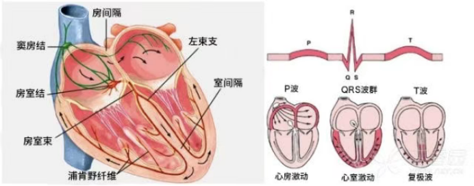 （挂网稿）“心动”是什么感觉740.png
